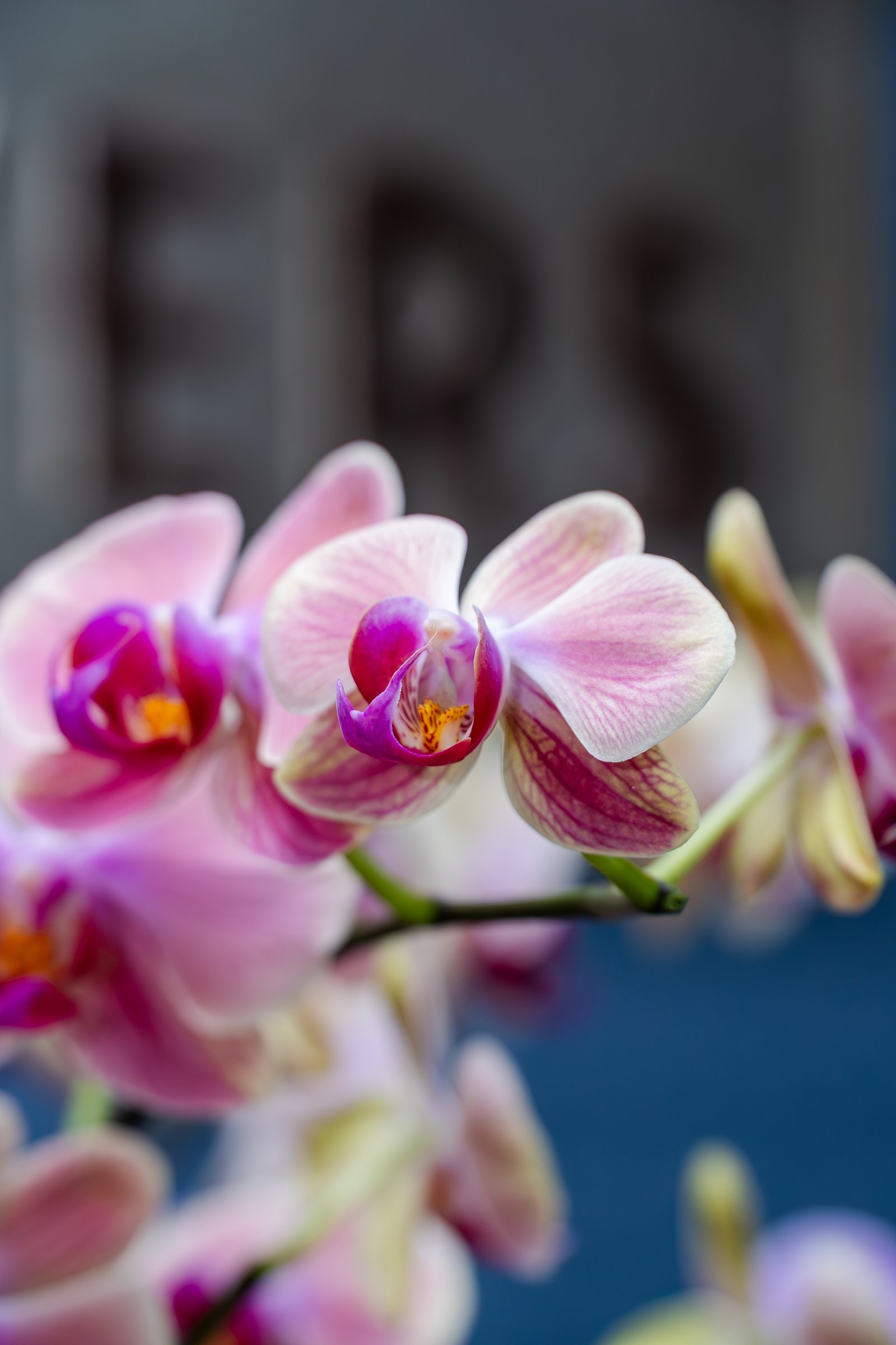 Diseño Floral